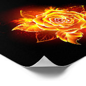 Poster Blooming Fire Rose (Coin)