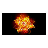 Poster Blooming Fire Rose (Devant)