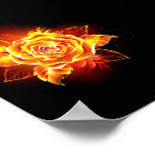 Poster Blooming Fire Rose (Coin)