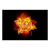 Poster Blooming Fire Rose (Devant)