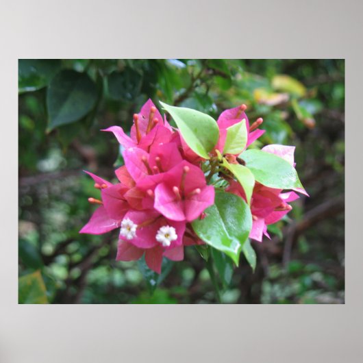 Poster Blooms (Voorkant)