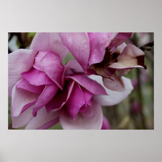 Poster Blooms pourpres (Devant)