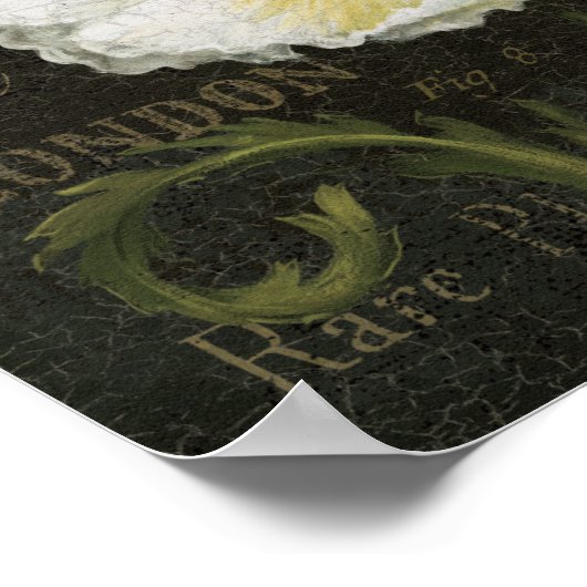 Poster Blossom blanc (Coin)