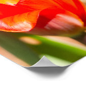 Poster Blossom de la tulipe rouge (Coin)