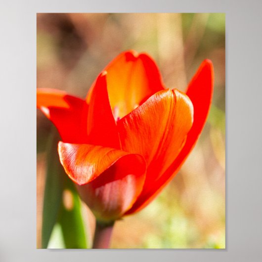 Poster Blossom de la tulipe rouge (Devant)