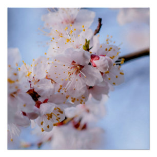 Poster Blossom des abricots japonais