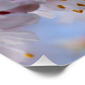 Poster Blossom des abricots japonais (Coin)