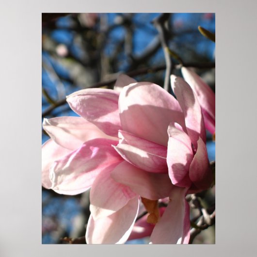 Poster Blossom rose 3 (Devant)