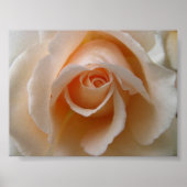 Poster Blossom rose - Gros plan (Devant)