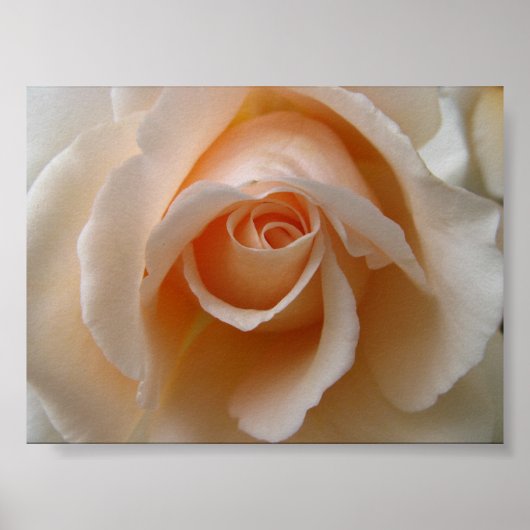 Poster Blossom rose - Gros plan (Devant)