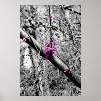 Poster Blossoms 2