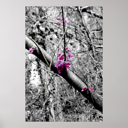 Poster Blossoms 2 (Devant)