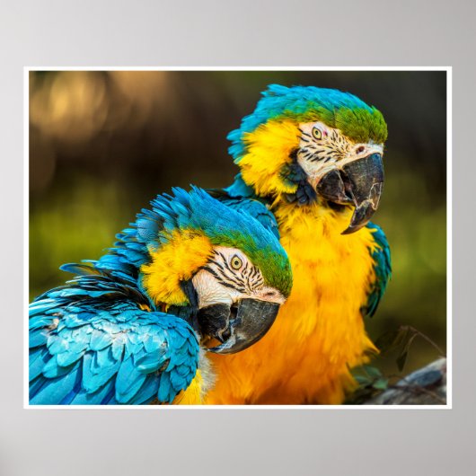 Poster Blue and Gold Macaw Tropical Parrots Print Art (Devant)