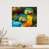 Poster Blue and Gold Macaw Tropical Parrots Print Art (Cuisine)
