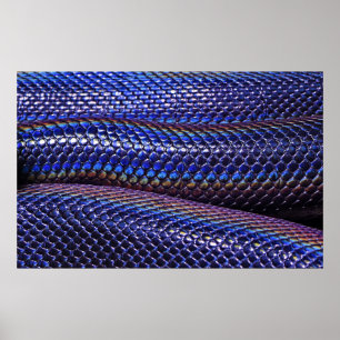 Poster Blue and purple snakeskin