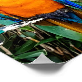 Poster Blue and Yellow Macaw Parrot (Coin)