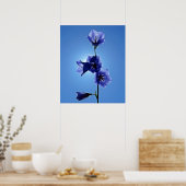 Poster Blue Bellflower (Cuisine)