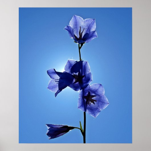 Poster Blue Bellflower (Devant)