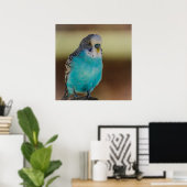 Poster Blue Budgie (Bureau à domicile)
