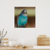 Poster Blue Budgie (Cuisine)