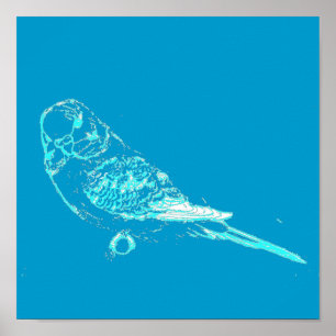 Poster Blue Budgie