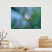 Poster Blue Daisy Bud (Cuisine)