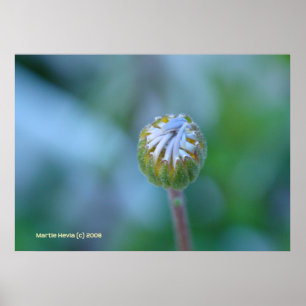 Poster Blue Daisy Bud