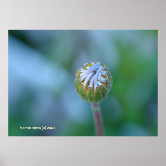 Poster Blue Daisy Bud (Devant)