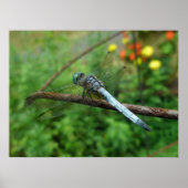 Poster Blue Dasher Dragonfly (Devant)