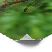 Poster Blue Dasher Dragonfly (Coin)