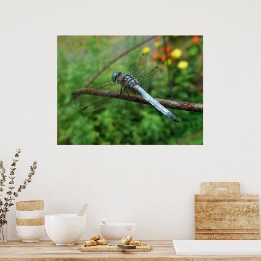 Poster Blue Dasher Dragonfly (Cuisine)