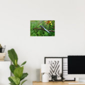 Poster Blue Dasher Dragonfly (Bureau à domicile)