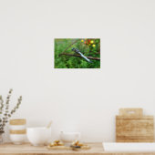 Poster Blue Dasher Dragonfly (Cuisine)