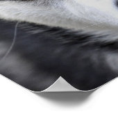 Poster Blue Eyed Husky (Coin)