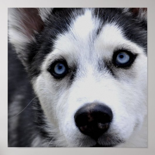 Poster Blue Eyed Husky (Devant)