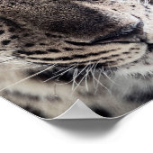 Poster Blue Eyed Leopard (Coin)