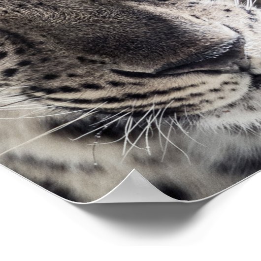 Poster Blue Eyed Leopard (Coin)