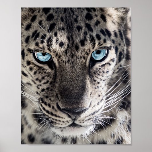 Poster Blue Eyed Leopard (Devant)