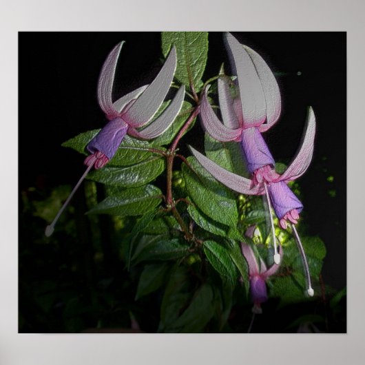 Poster Blue Fushia (Devant)