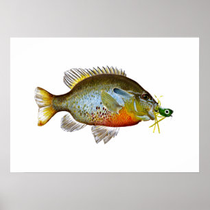 Poster Blue Gill - Graine Citrouille