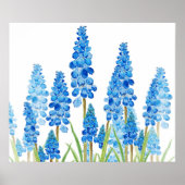 Poster blue grape hyacinth forest  (Devant)