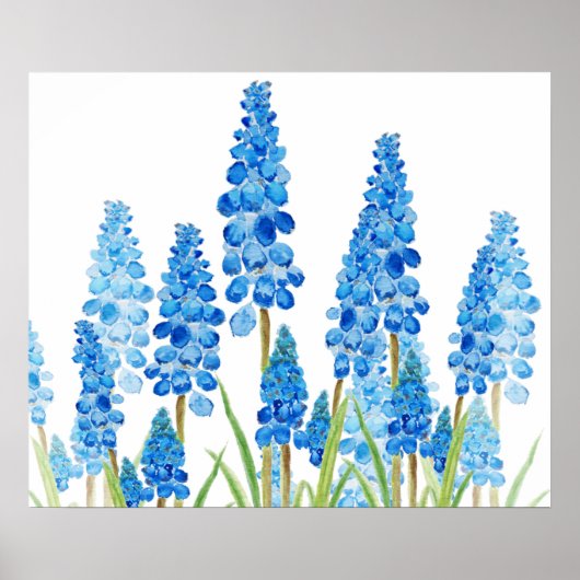 Poster blue grape hyacinth forest  (Devant)