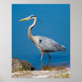 Poster Blue Heron Wading (Devant)