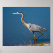 Poster Blue Heron Wading (Devant)