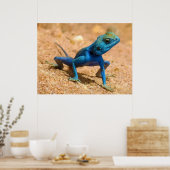 Poster Blue Homme Agama Sinaita Lizard sur le sable (Cuisine)