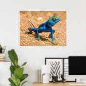 Poster Blue Homme Agama Sinaita Lizard sur le sable (Bureau à domicile)