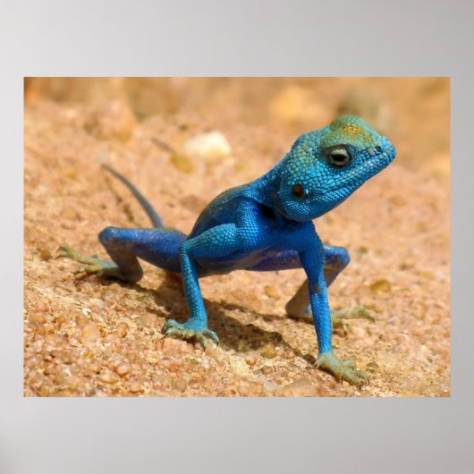 Poster Blue Homme Agama Sinaita Lizard sur le sable (Devant)