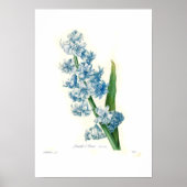 Poster Blue Hyacinth (Devant)