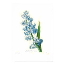 Blue Hyacinth