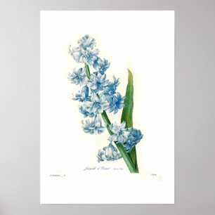 Poster Blue Hyacinth